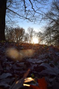 Close-up of autumn leaves against sky