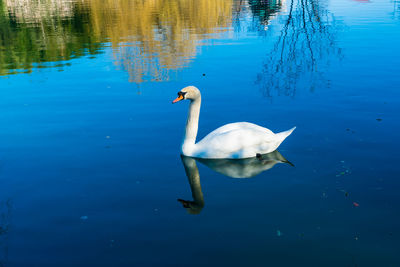 Swan swimming in lake