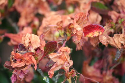Close-up of dry flowers