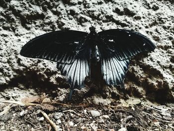 High angle view of butterfly on ground