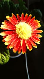 Close-up of red flower