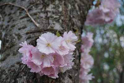 Close-up of pink cherry blossoms