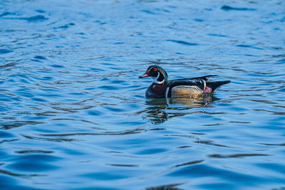 Duck swimming in lake