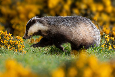 Side view of an animal on field