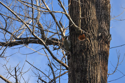 Low angle view of bird on tree trunk