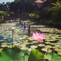 Lotus water lily in pond