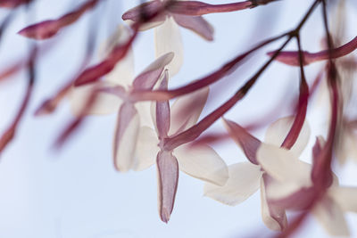 Close-up of pink flowers on hand