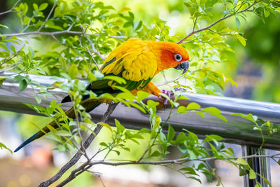 Low angle view of parrot perching on tree