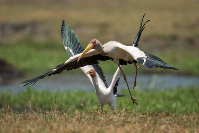 Yellow-billed stork on riverbank chases another away