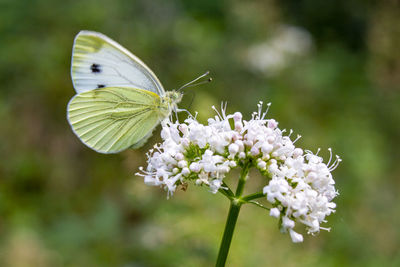 Butterfly on flower