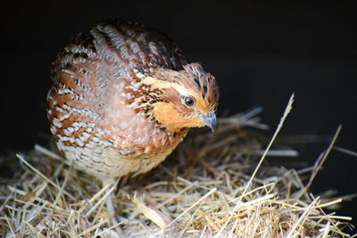 Close-up of a bird