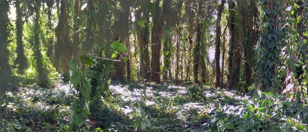 Plants and trees in forest