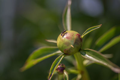 Close-up of fruit on plant