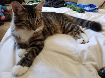Portrait of cat resting on bed
