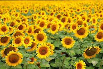 Close-up of sunflowers blooming in field