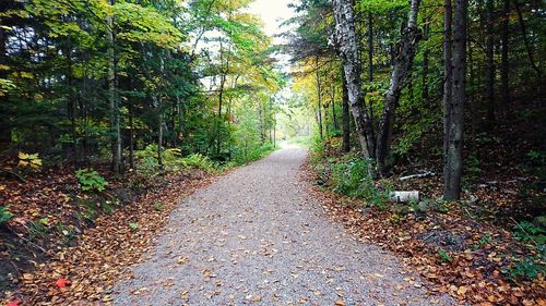 Road amidst trees in forest during autumn