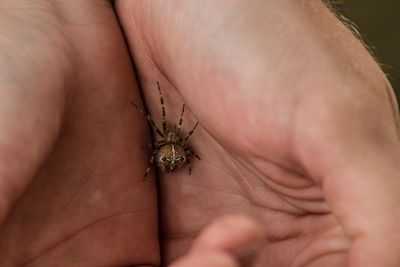 Close-up of insect on hand