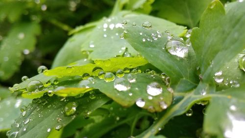 Close-up of raindrops on leaves