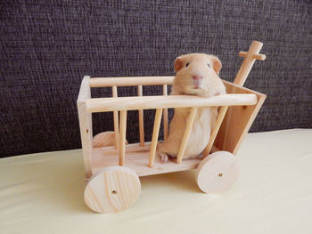 Cute golden guinea pig in wooden toy cart