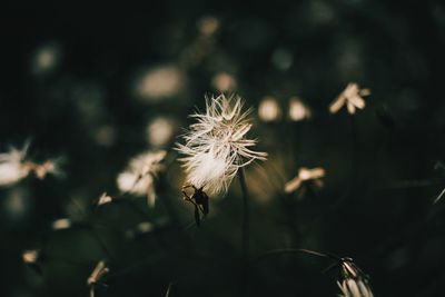 Close-up of dandelion against blurred background