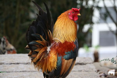 Close-up of rooster