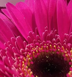 Close-up of pink flower