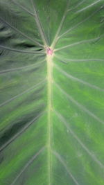 Full frame shot of leaf