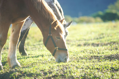 Horse grazing in field