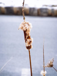 Close-up of wilted plant during winter