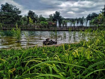 Ducks sitting on grass by lake against sky