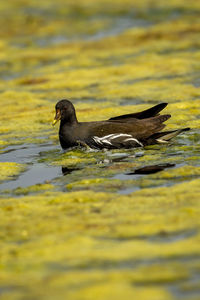 Close-up of duck swimming in lake