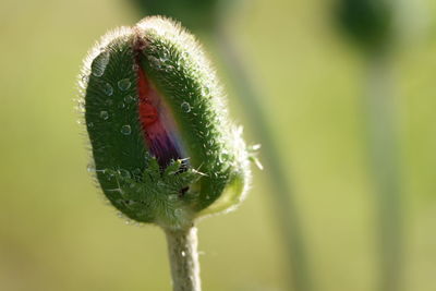 Close-up of flower bud