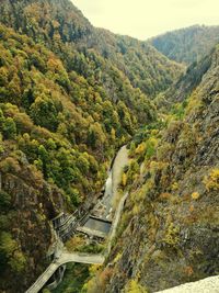 High angle view of river passing through forest