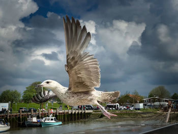 Seagulls flying in sky