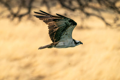 Osprey in flight over  grassy golden hills.