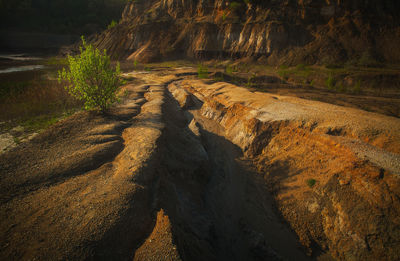 Deserted valley of land with a green tree