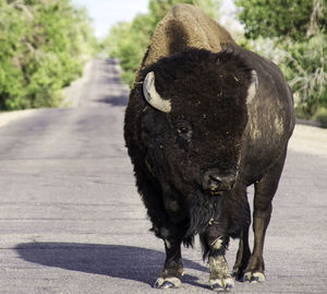 View of a bison 