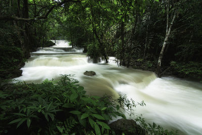 Scenic view of waterfall in forest