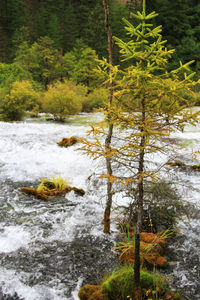 Scenic view of river flowing through forest