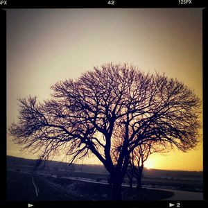 Bare trees against sky at sunset