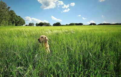 View of dog on field against sky