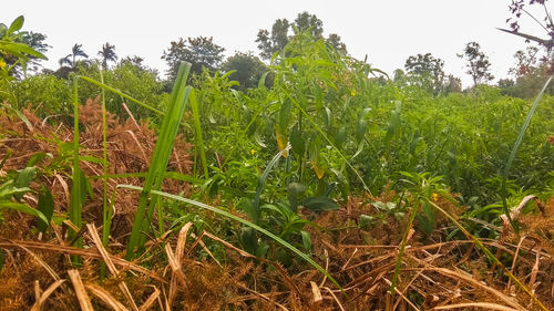 Crops growing on field against sky