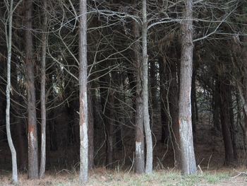 Trees on field in forest
