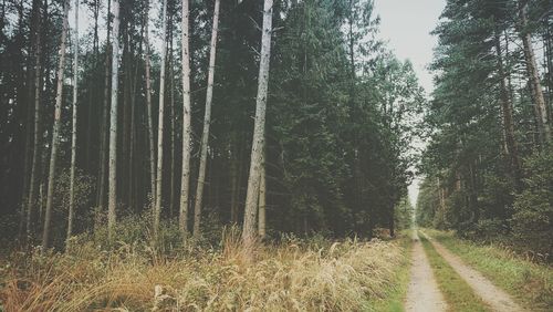 Trees in forest against sky