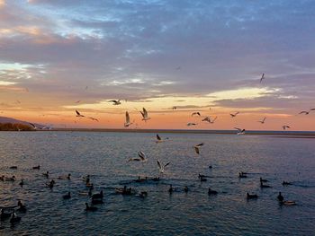 Silhouette birds flying over sea against sky during sunset