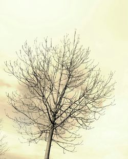 Low angle view of bare tree against sky