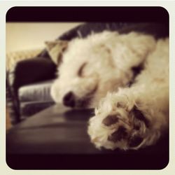 Close-up of a dog sleeping