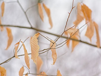 Close-up of dry leaves on plant