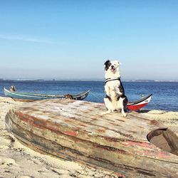Portrait of border collie dog rearing up on boat at beach