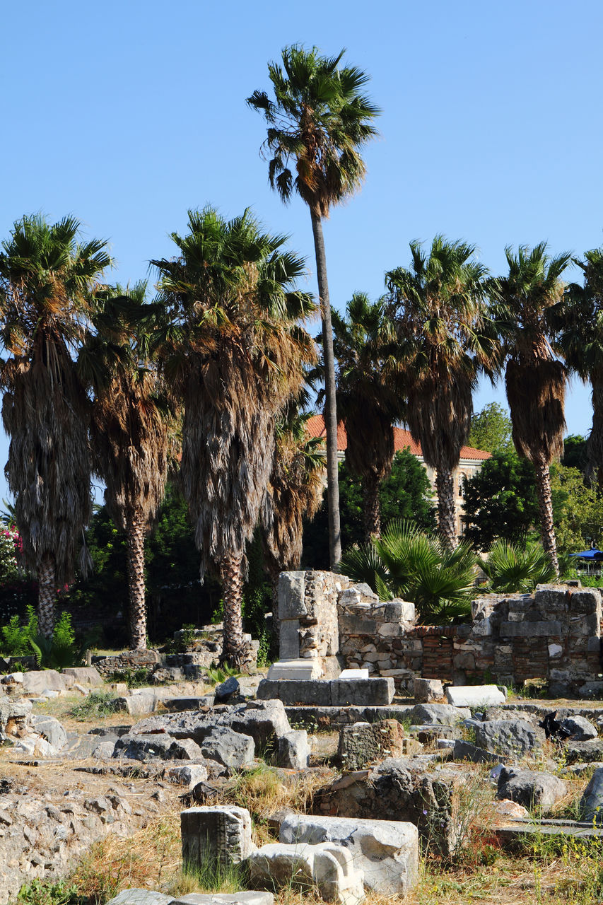 PALM TREES IN FRONT OF BUILT STRUCTURE